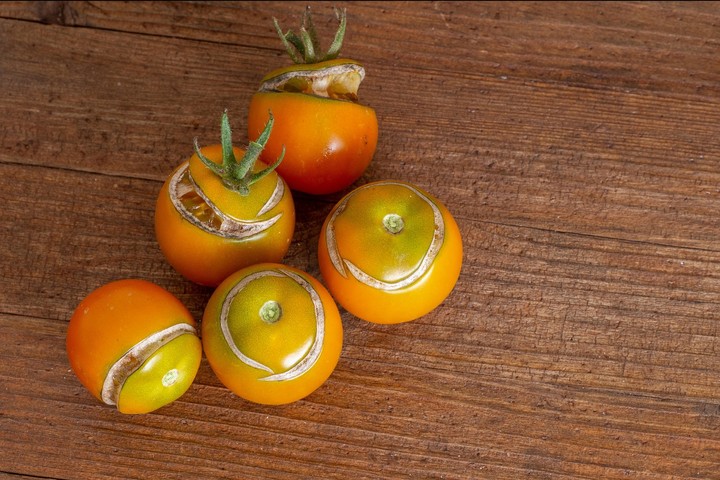 Nová záhrada - popraskané paradajky